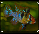 German Blue Ram pair